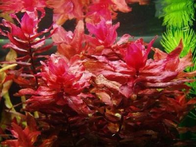 Лот: 6913158. Фото: 1. Ротала макрандра (Rotala macrandra... Водные растения