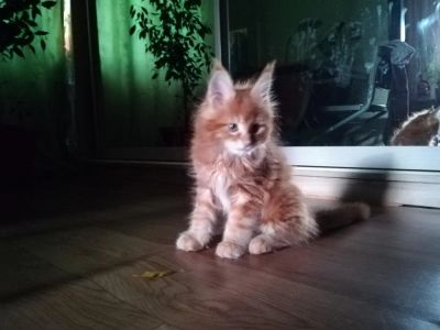 Лот: 11505661. Фото: 1. Продам котёнка породы Мейн Кун... Кошки, котята