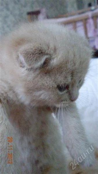 Лот: 2309244. Фото: 1. Шотландские вислоухие котята. Кошки, котята