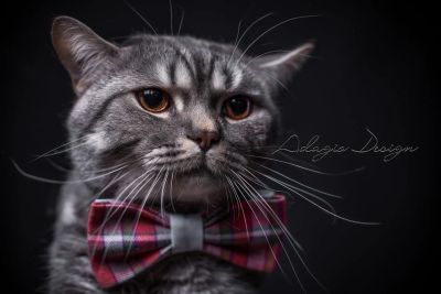 Лот: 9909874. Фото: 1. Галстук-бабочка. Другое (ручная работа)