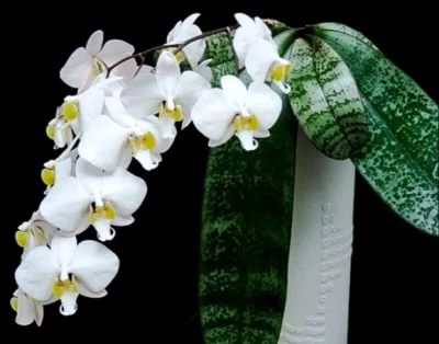 Лот: 14482091. Фото: 1. Орхидея Филиппинец. Горшечные растения и комнатные цветы