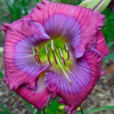Лот: 11058285. Фото: 1. Лилейник Lavender Blue Baby. Садовые цветы