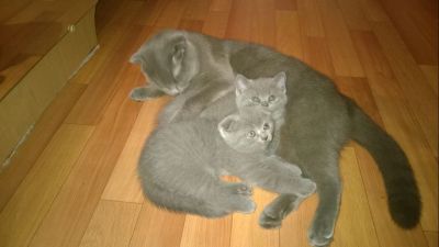 Лот: 9059116. Фото: 1. Шотландские девочки. Кошки, котята