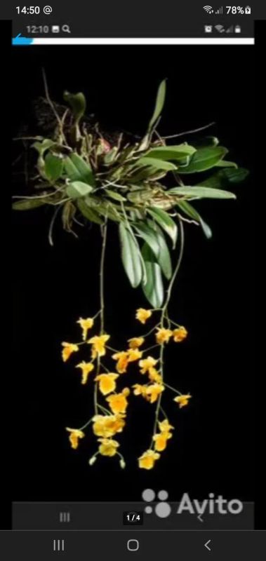 Лот: 19302621. Фото: 1. Орхидея Dendrobium aggregatum. Горшечные растения и комнатные цветы