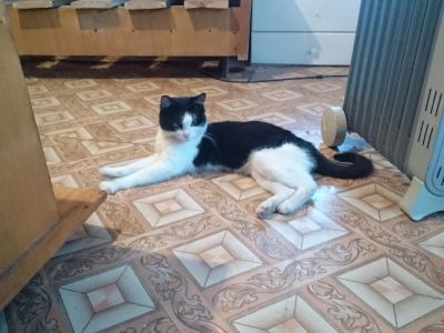 Лот: 6861916. Фото: 1. Пушистая парочка Таша и Феликс... Кошки, котята