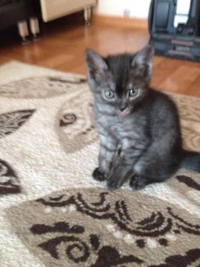 Лот: 11653017. Фото: 1. Котеночек. Кошки, котята