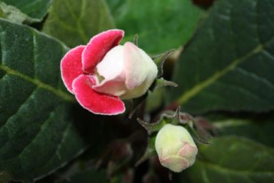 Лот: 4399067. Фото: 1. 2 глоксинии в одном горшке (зацветают... Горшечные растения и комнатные цветы