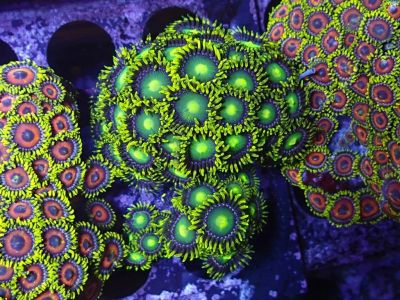 Лот: 13022403. Фото: 1. зоантусы Dragon eye. Моллюски, ракообразные, кораллы
