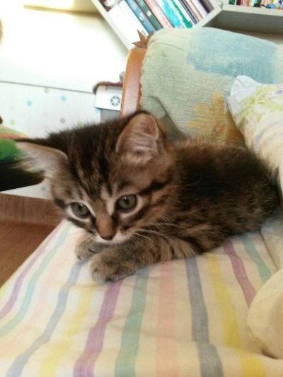 Лот: 4965745. Фото: 1. Котенок полосатый. Кошки, котята