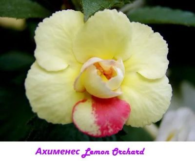 Лот: 10865763. Фото: 1. Ахименес 'Lemon Orchard' (Serge... Горшечные растения и комнатные цветы