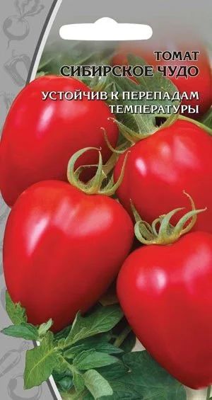 Лот: 9321279. Фото: 1. Рассада томат, помидор "Сибирское... Овощи