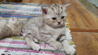 Лот: 7022077. Фото: 1. Шотландские котята. Кошки, котята