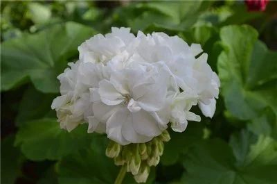 Лот: 11870846. Фото: 1. Зональная пеларгония "Gardenia... Горшечные растения и комнатные цветы