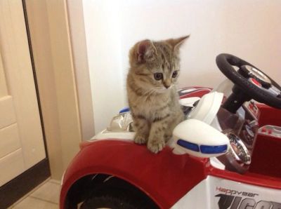 Лот: 4276328. Фото: 1. Шотландские котята!. Кошки, котята