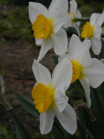 Лот: 5659813. Фото: 1. Нарцисс крупнокорончатый. Другое (семена, рассада, садовые растения)