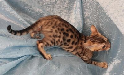 Лот: 4324922. Фото: 1. Отдам бенгальского кота на условиях. Кошки, котята