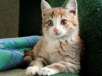Лот: 4802133. Фото: 1. Котенок трехцветный в добрые руки. Кошки, котята