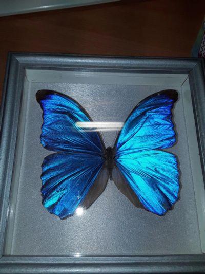 Лот: 10825262. Фото: 1. Бабочка morpho didius (Бразилия... Другое (коллекционирование, моделизм)