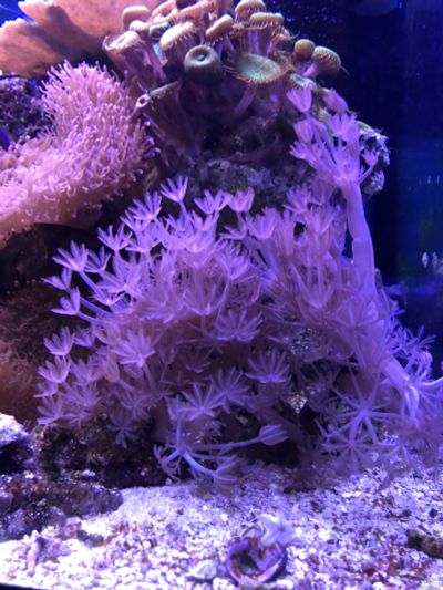 Лот: 7347067. Фото: 1. Ксения пульсирующая большая на... Моллюски, ракообразные, кораллы