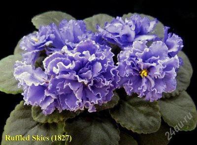 Лот: 848580. Фото: 1. Фиалка сорта "ruffled skies (раффлд... Горшечные растения и комнатные цветы