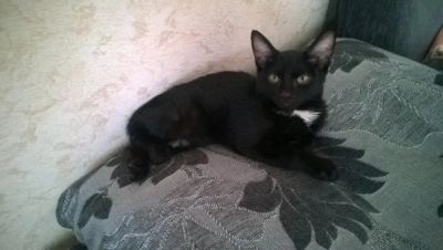 Лот: 6739879. Фото: 1. Котенок Дарик!. Кошки, котята