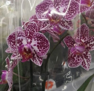 Лот: 17385175. Фото: 1. Орхидея фаленопсис. Горшечные растения и комнатные цветы