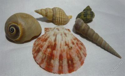 Лот: 862044. Фото: 1. Ракушки. Археология