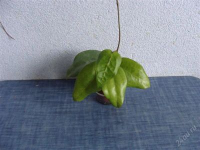 Лот: 1700956. Фото: 1. Хойя Глабра (HOYA GLABRRA). Горшечные растения и комнатные цветы