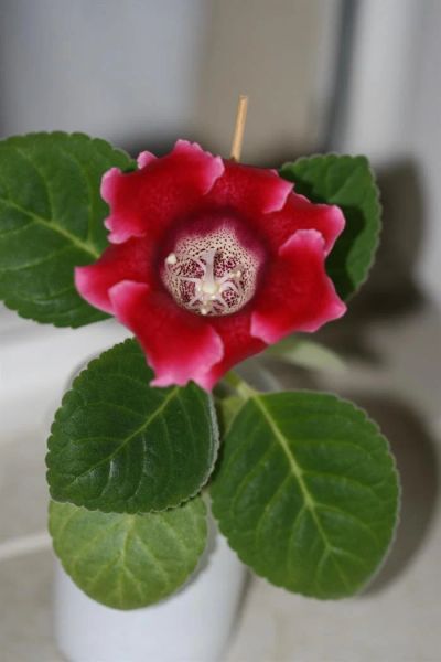 Лот: 3194673. Фото: 1. Глоксиния 27. Горшечные растения и комнатные цветы