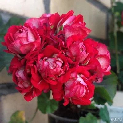 Лот: 13421602. Фото: 1. Пеларгония Vectis Rosebud. Горшечные растения и комнатные цветы