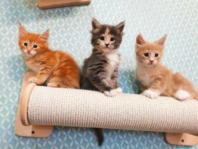 Лот: 24848094. Фото: 1. Котята мейн-кун. Кошки, котята
