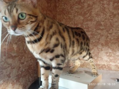 Лот: 19013653. Фото: 1. Песня 08.07.2020г.р. Кошки, котята