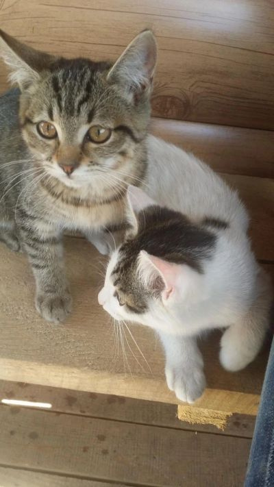 Лот: 8190361. Фото: 1. Ищем добрые ручки для двух милых... Кошки, котята