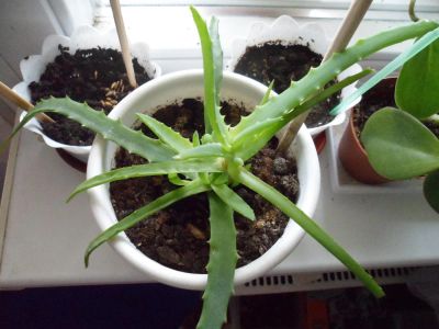 Лот: 5424005. Фото: 1. алоэ. Горшечные растения и комнатные цветы