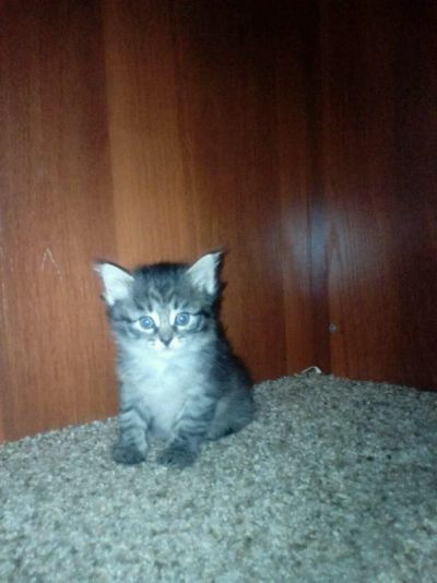 Лот: 10031043. Фото: 1. Отдам кошечку. Кошки, котята