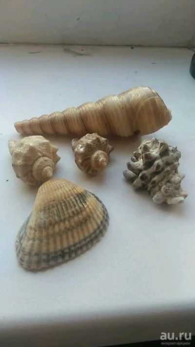 Лот: 13502603. Фото: 1. Ракушки морские. Грунты, украшения, наполнения