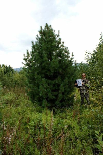 Лот: 8524669. Фото: 1. Элитное дерево Сибирского кедра... Декоративные кустарники и деревья