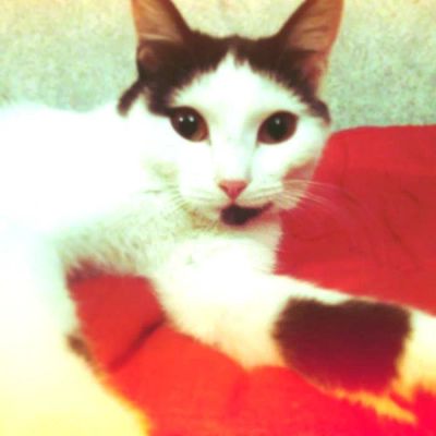 Лот: 7437516. Фото: 1. Отдам очаровательную миниатюрную... Кошки, котята