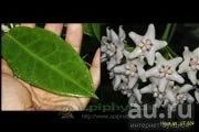 Лот: 13591938. Фото: 1. Хойя Hoya sp. (UT-029) EPC 913. Горшечные растения и комнатные цветы