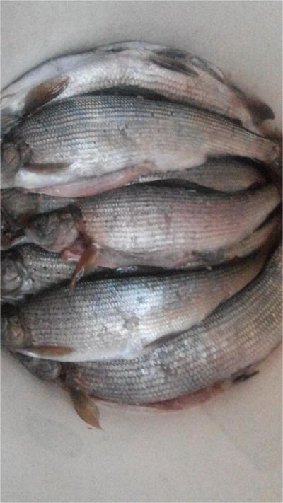 Лот: 8000008. Фото: 1. Хариус слабосоленый. Икра, рыба, морепродукты