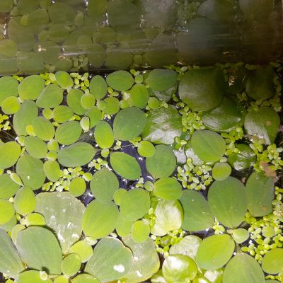 Лот: 22396062. Фото: 1. горсть пистии аквариумного растения. Водные растения
