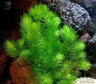Лот: 20956273. Фото: 1. Роголистник Ceratophýllum самое... Водные растения