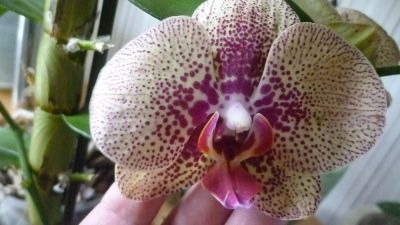 Лот: 7993071. Фото: 1. орхидея фаленопсис (отцвела)F11... Горшечные растения и комнатные цветы