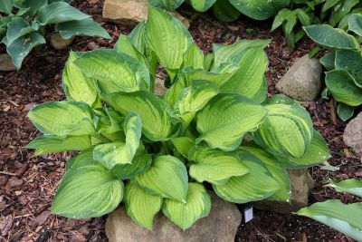 Лот: 12094423. Фото: 1. хоста Шарман Hosta Sharmon. Садовые цветы