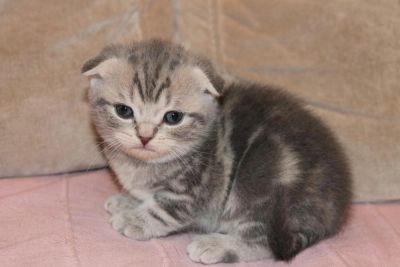 Лот: 6518109. Фото: 1. Котята шотланские. Кошки, котята