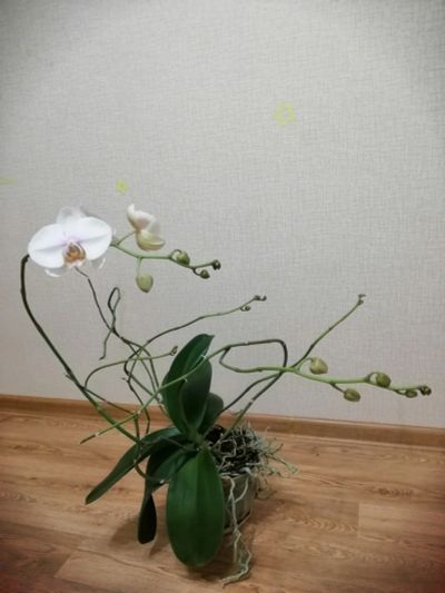 Лот: 8488448. Фото: 1. Орхидея большая, зацветаем 4больших... Горшечные растения и комнатные цветы