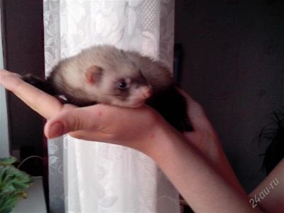 Лот: 2138593. Фото: 1. Хорёк. Остальные животные