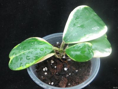 Лот: 13591546. Фото: 1. Хойя-Hoya kerrii albomarginata. Горшечные растения и комнатные цветы