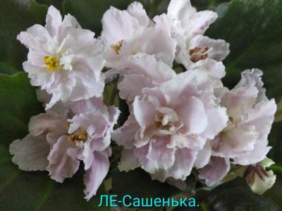 Лот: 11549028. Фото: 1. Фиалка ЛЕ-Сашенька- детка2. Горшечные растения и комнатные цветы