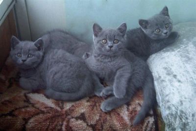 Лот: 1152170. Фото: 1. Британские голубые котятки. Остальные животные